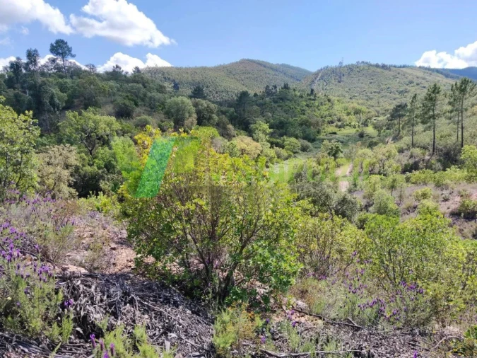 Terreno Agricola ou Rústico para Venda em Saboia Foto 4
