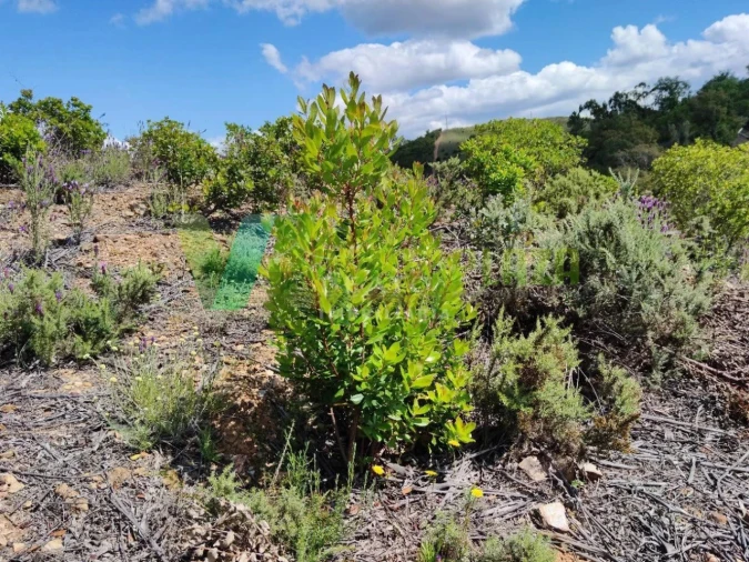 Terreno Agricola ou Rústico para Venda em Saboia Foto 8