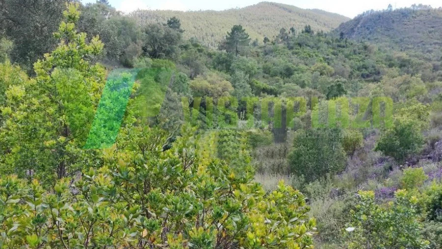 Terreno Agricola ou Rústico para Venda em Saboia