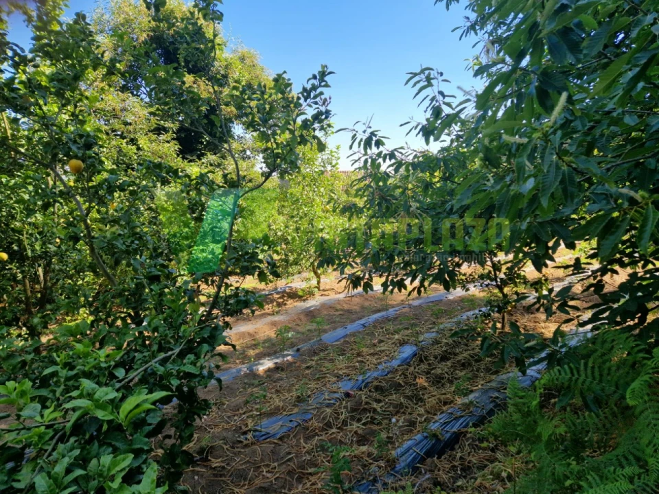 Terreno Agricola ou Rústico para Venda em Monchique Foto 4