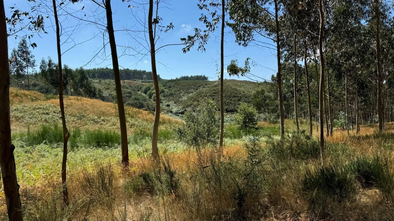 Terreno Agricola ou Rústico para Venda em Ribas Foto 17