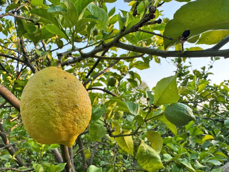 Quinta T3 para Venda em Armil Foto 108