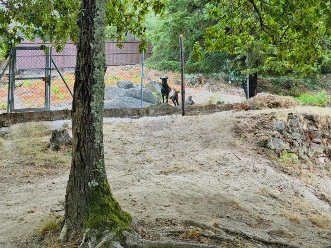 Quinta T3 para Venda em Armil Foto 121