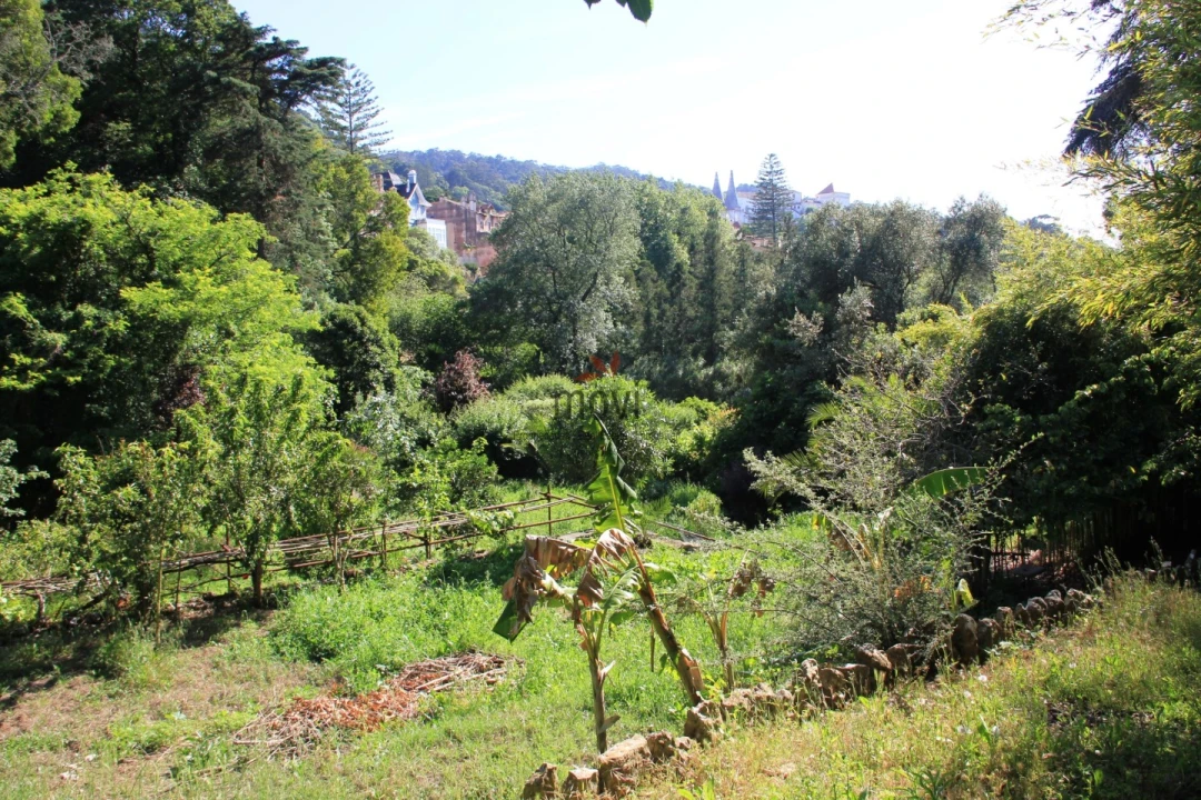 Quinta T7 para Venda em Santa Maria e São Miguel, São Martinho, São Pedro Penaferrim Foto 23