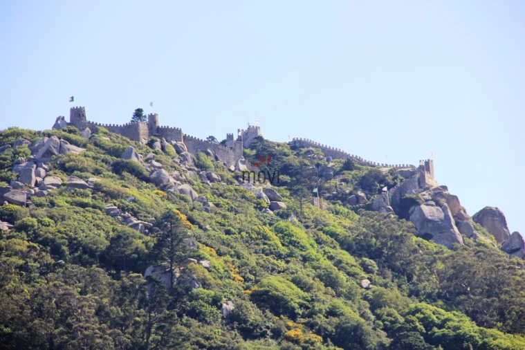 Quinta T7 para Venda em Santa Maria e São Miguel, São Martinho, São Pedro Penaferrim Foto 5