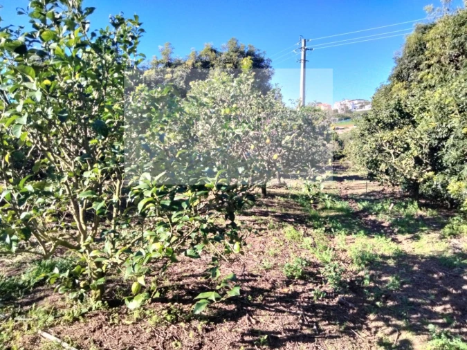 Terreno Misto para Venda em Mafra Foto 9