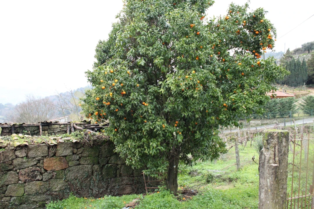 Moradia T2 para Venda em Loivos da Ribeira e Tresouras Foto 18