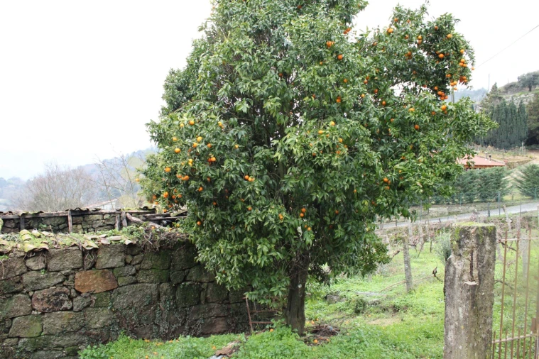 Moradia T2 para Venda em Loivos da Ribeira e Tresouras Foto 18