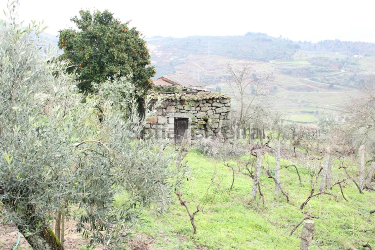 Moradia T2 para Venda em Loivos da Ribeira e Tresouras Foto 19