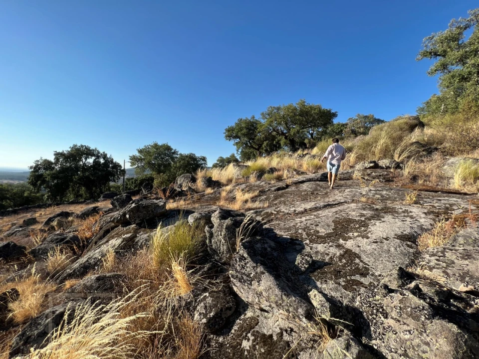 Terreno para Venda em Ribeira de Nisa e Carreiras Foto 6