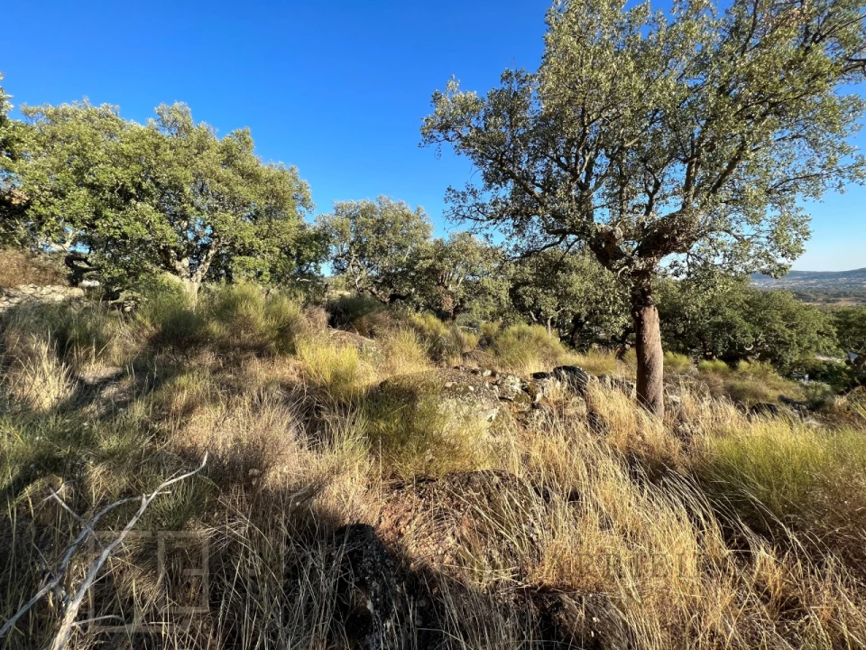 Terreno para Venda em Ribeira de Nisa e Carreiras Foto 10