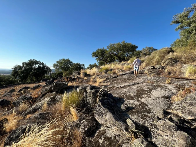 Terreno para Venda em Ribeira de Nisa e Carreiras Foto 6