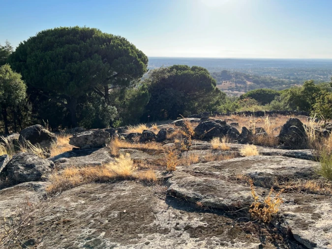 Terreno para Venda em Ribeira de Nisa e Carreiras Foto 9
