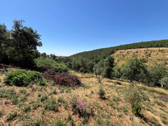 Quinta T3 para Venda em Alegrete Foto 38