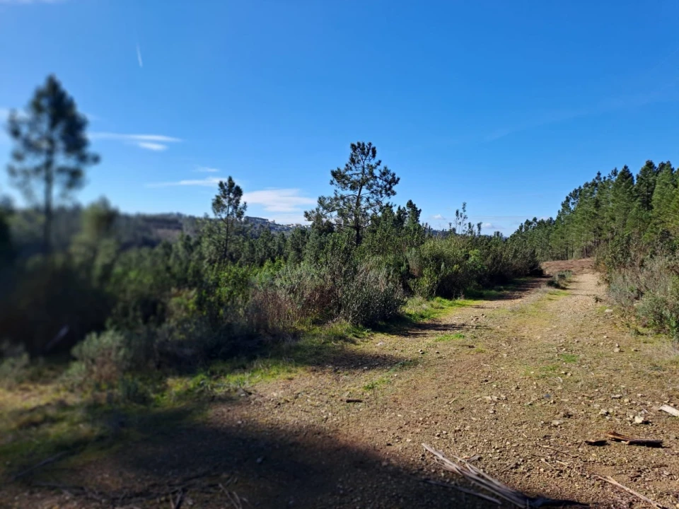 Terreno Agricola ou Rústico para Venda em Cardigos Foto 3