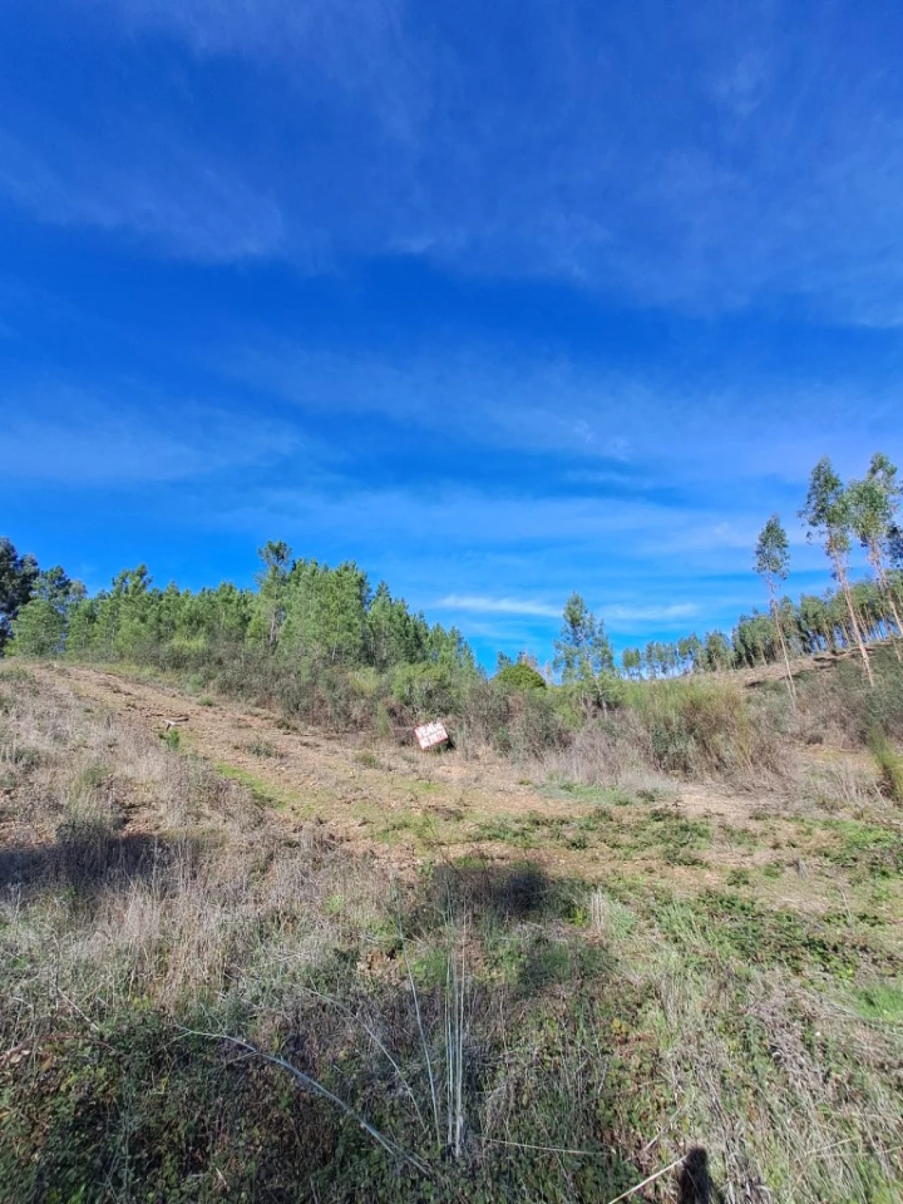 Terreno Agricola ou Rústico para Venda em Cardigos Foto 4