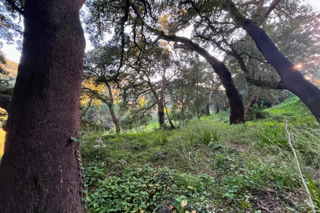 Quinta T2 para Venda em Monchique Foto 6