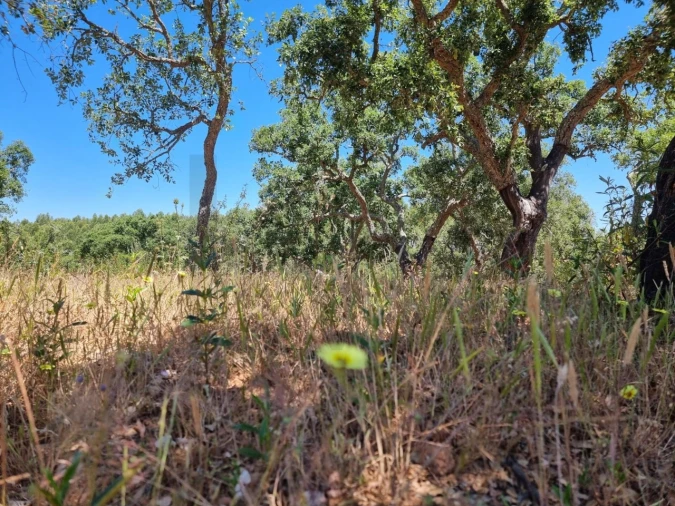 Terreno para Venda em Santiago do Cacém, Santa Cruz e São Bartolomeu da Serra Foto 19