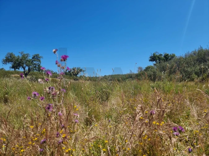 Terreno para Venda em Santiago do Cacém, Santa Cruz e São Bartolomeu da Serra Foto 31
