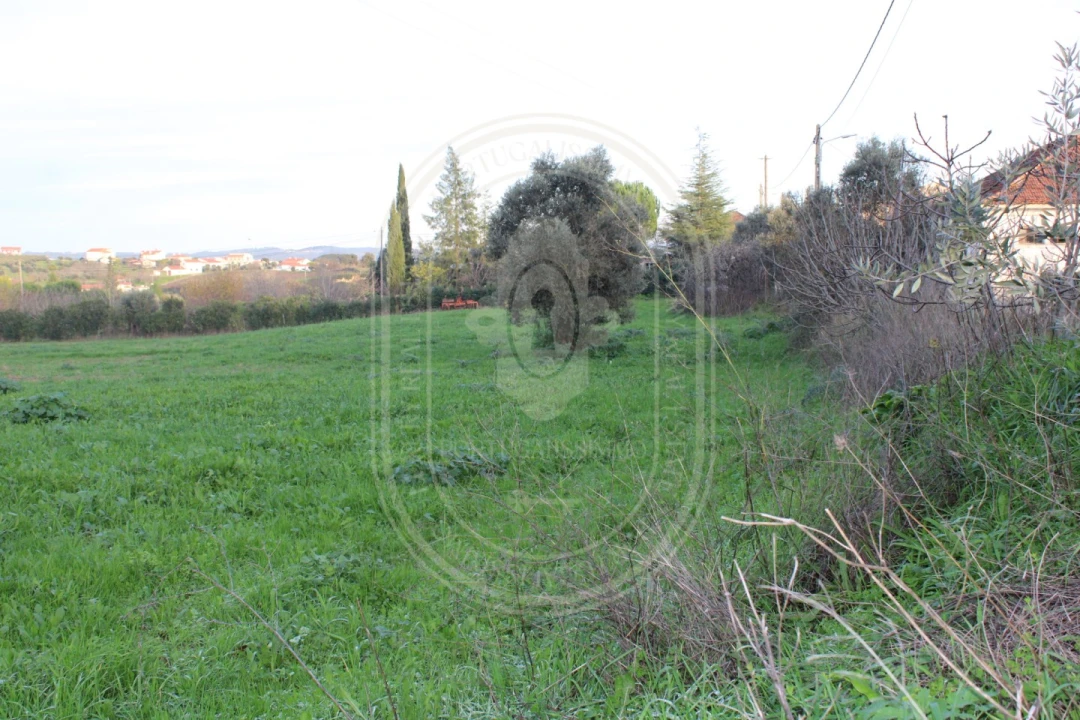 Terreno para Venda em Madalena e Beselga Foto 10