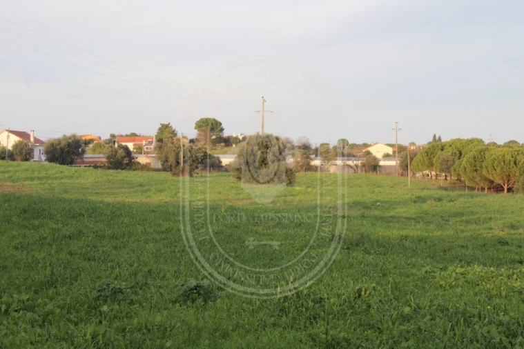 Terreno para Venda em Madalena e Beselga Foto 5