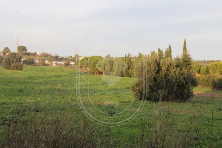 Terreno para Venda em Madalena e Beselga Foto 6