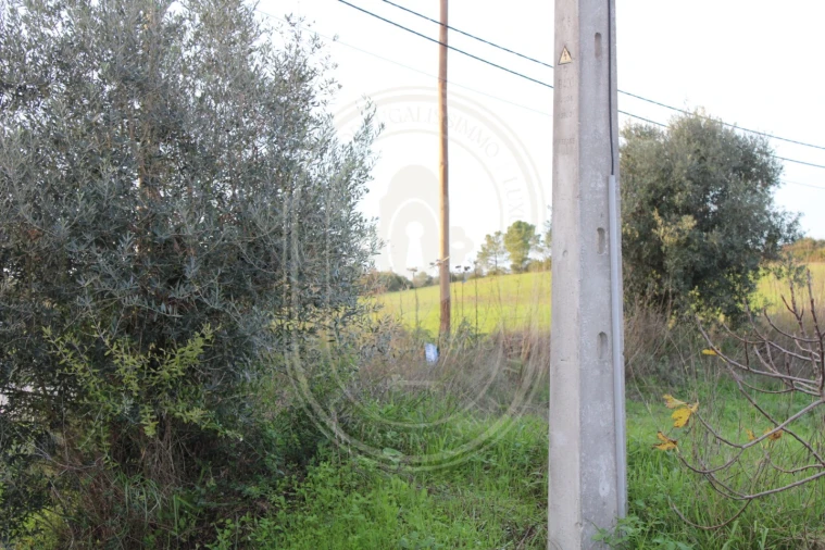 Terreno para Venda em Madalena e Beselga Foto 18