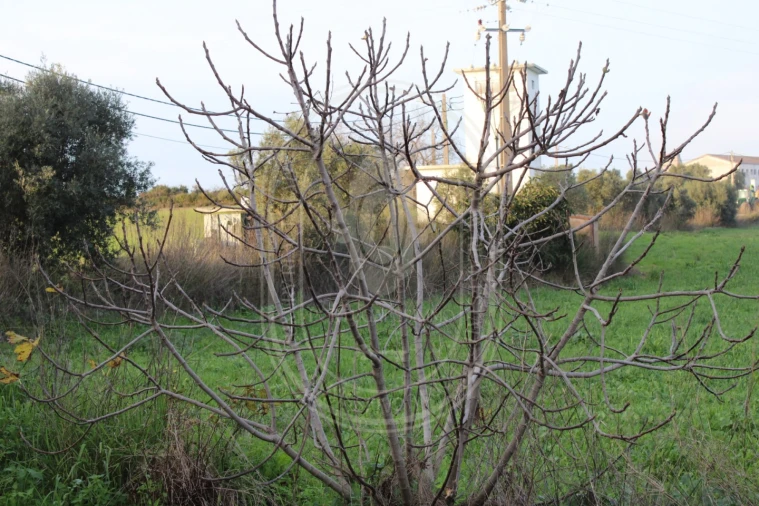 Terreno para Venda em Madalena e Beselga Foto 20