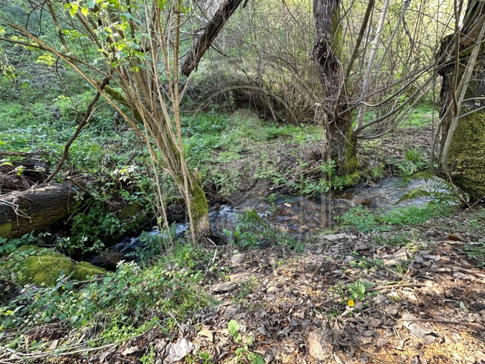 Negócio para Venda em Figueiró dos Vinhos e Bairradas Foto 53