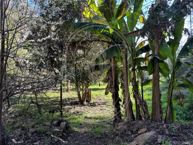 Negócio para Venda em Figueiró dos Vinhos e Bairradas Foto 51
