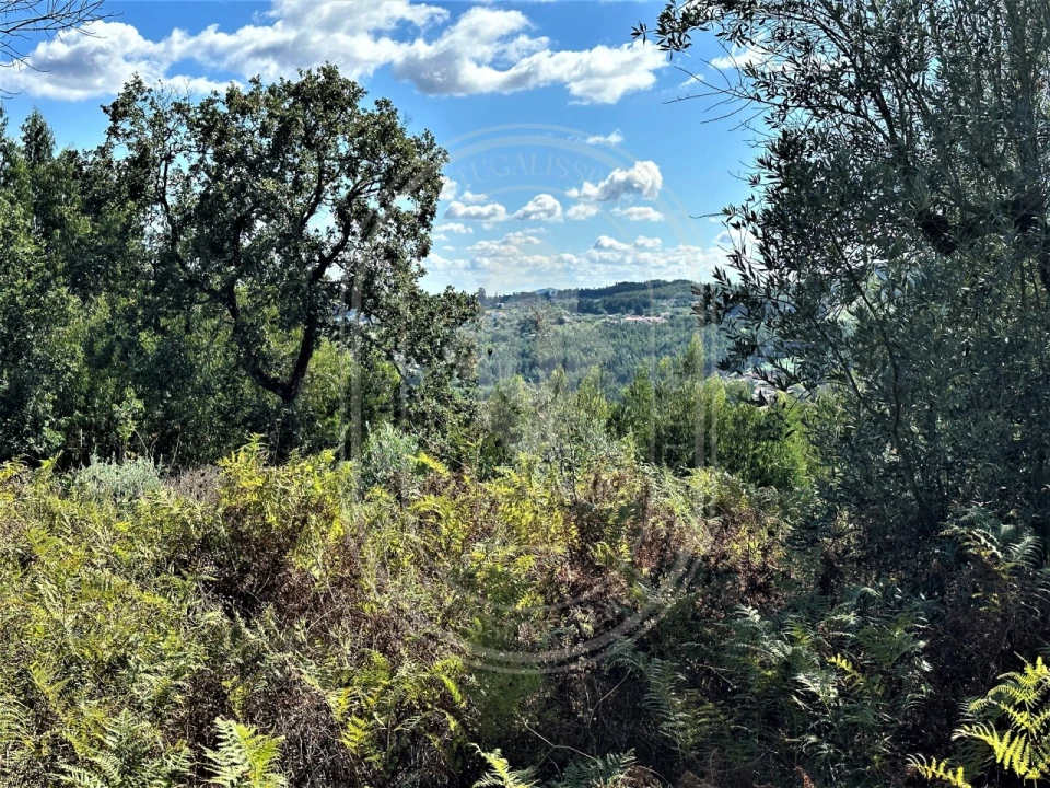 Terreno para Venda em Beco Foto 32