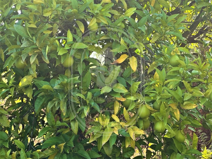 Terreno para Venda em Beco Foto 26