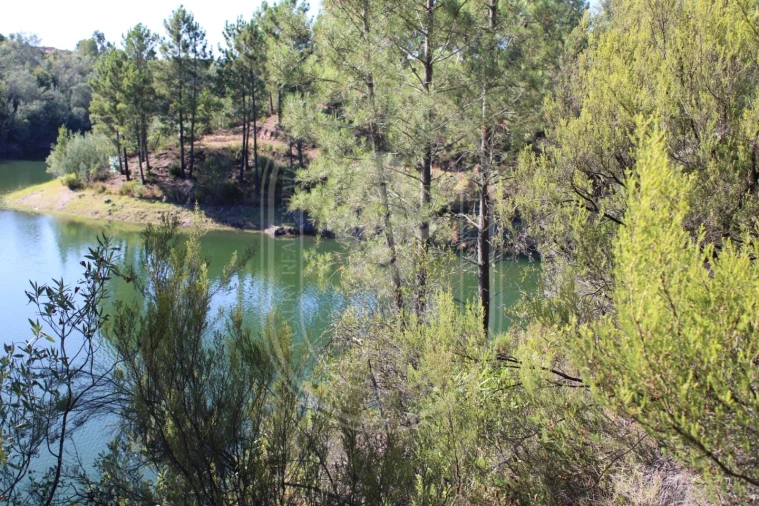 Terreno Agricola ou Rústico para Venda em Serra e Junceira Foto 11