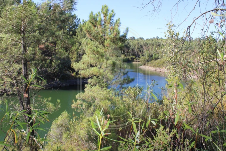 Terreno Agricola ou Rústico para Venda em Serra e Junceira Foto 13