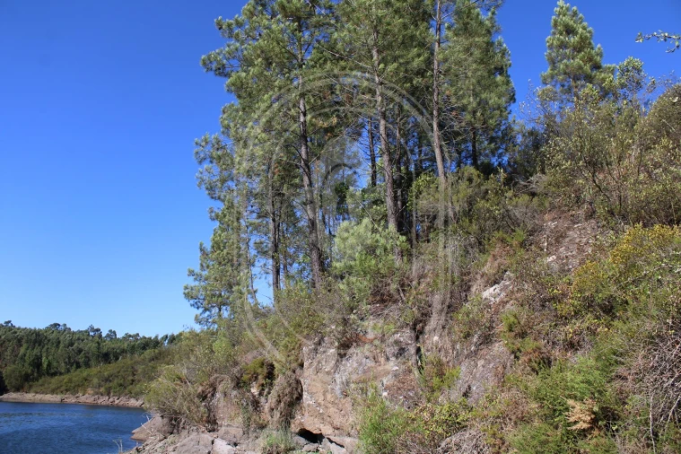 Terreno Agricola ou Rústico para Venda em Serra e Junceira Foto 23