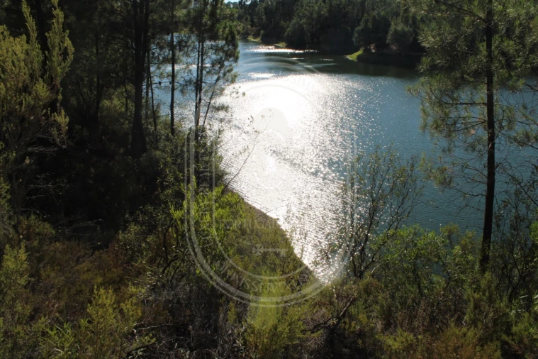 Terreno Agricola ou Rústico para Venda em Serra e Junceira Foto 28