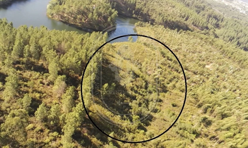 Terreno Agricola ou Rústico para Venda em Serra e Junceira Foto 31