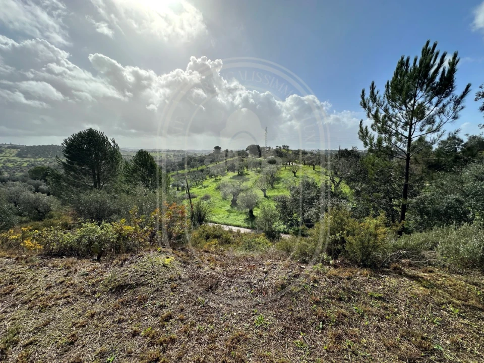 Terreno para Venda em Brogueira, Parceiros de Igreja e Alcorochel Foto 12