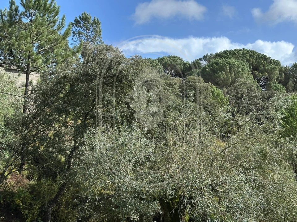 Terreno para Venda em Brogueira, Parceiros de Igreja e Alcorochel Foto 32