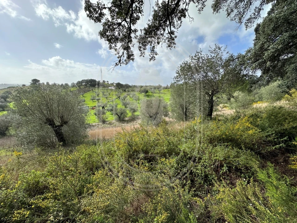 Terreno para Venda em Brogueira, Parceiros de Igreja e Alcorochel Foto 33
