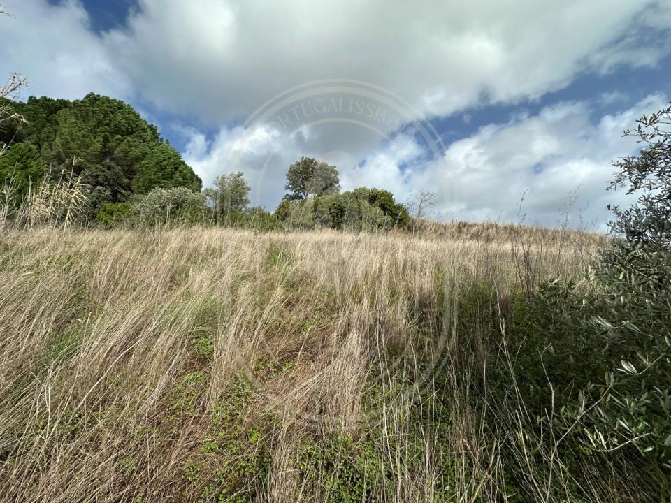Terreno para Venda em Brogueira, Parceiros de Igreja e Alcorochel Foto 39