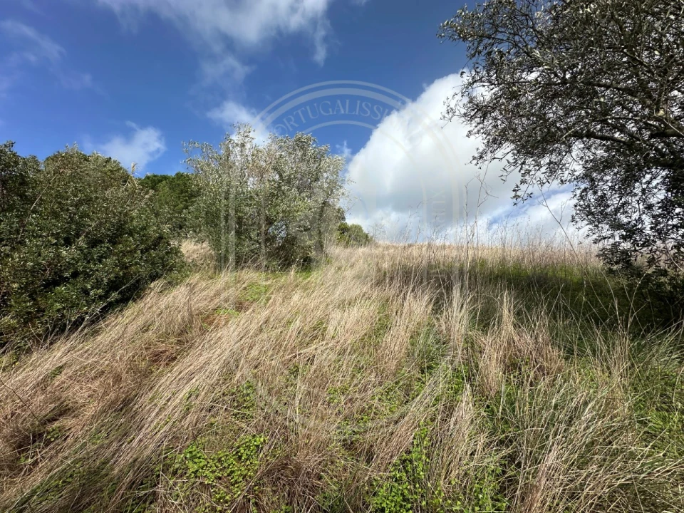 Terreno para Venda em Brogueira, Parceiros de Igreja e Alcorochel Foto 41
