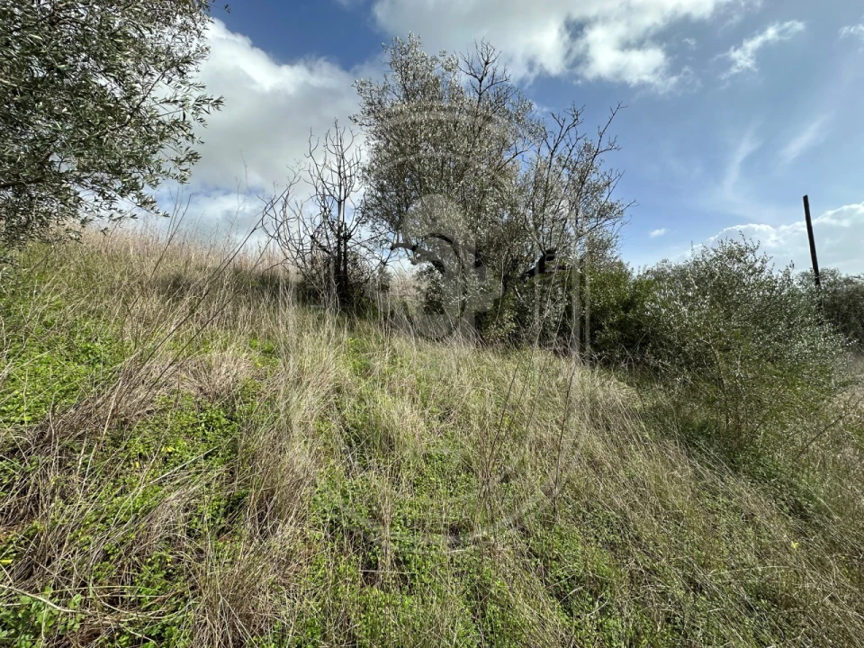 Terreno para Venda em Brogueira, Parceiros de Igreja e Alcorochel Foto 42