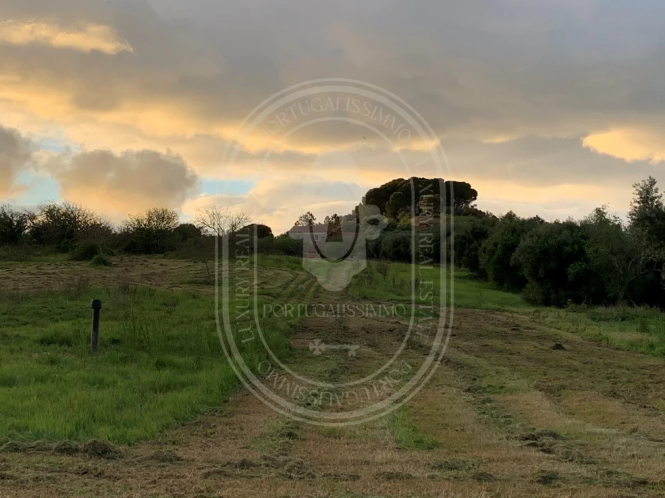 Terreno para Venda em Brogueira, Parceiros de Igreja e Alcorochel Foto 4
