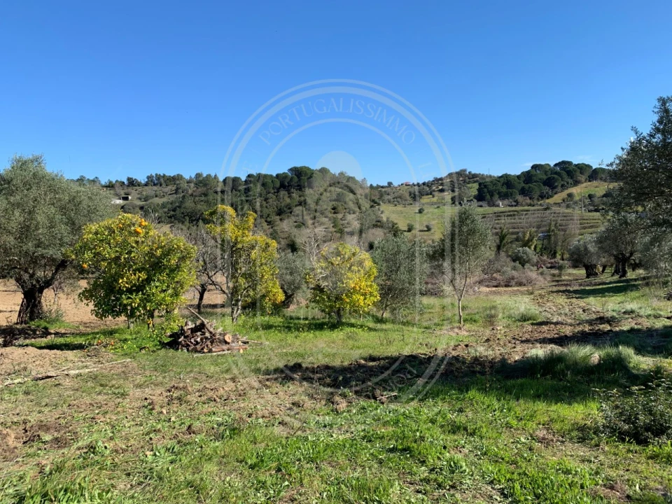 Terreno para Venda em Brogueira, Parceiros de Igreja e Alcorochel Foto 47