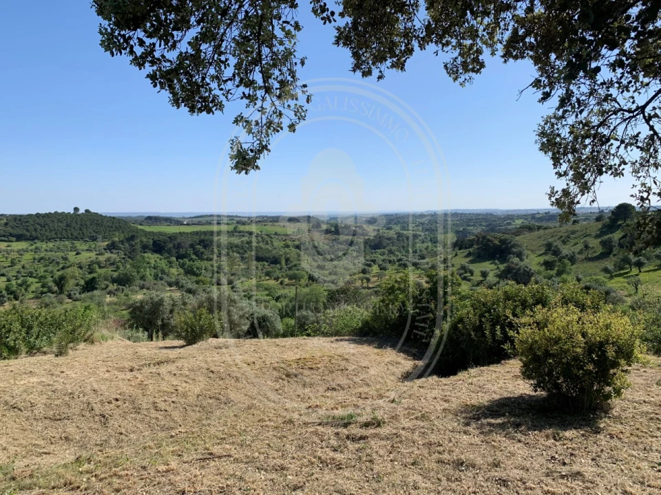 Terreno para Venda em Brogueira, Parceiros de Igreja e Alcorochel Foto 53