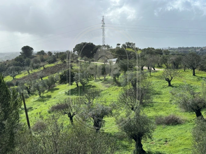 Terreno para Venda em Brogueira, Parceiros de Igreja e Alcorochel Foto 2