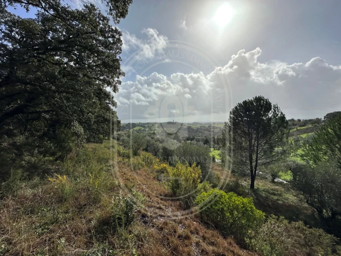 Terreno para Venda em Brogueira, Parceiros de Igreja e Alcorochel Foto 16