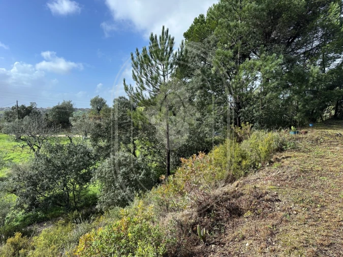 Terreno para Venda em Brogueira, Parceiros de Igreja e Alcorochel Foto 18