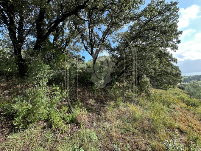 Terreno para Venda em Brogueira, Parceiros de Igreja e Alcorochel Foto 22